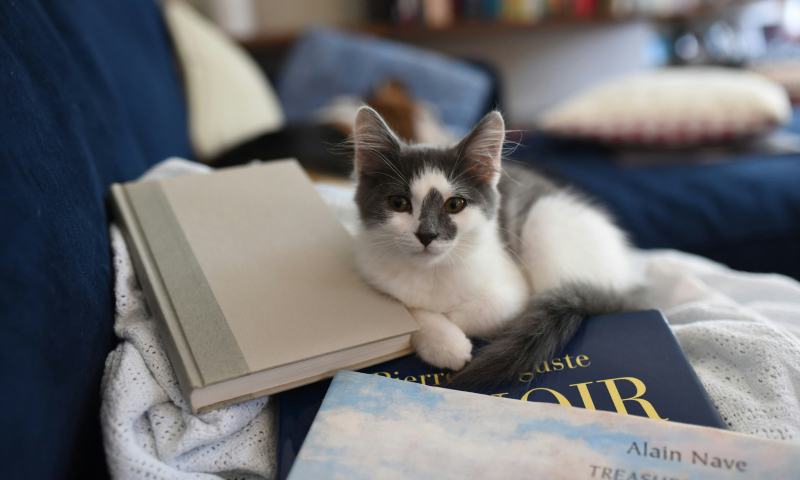 Katt ligger på en hög av bocker i en soffa och tittar in i kameran